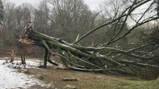 UK and Ireland's biggest beech tree was felled by Storm Arwen
