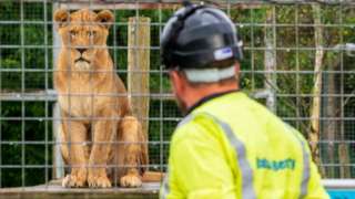 National Grid engineer at Noah's Ark Zoo looking at a lion in its enclosure