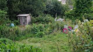 Park Road Allotments in Isleworth