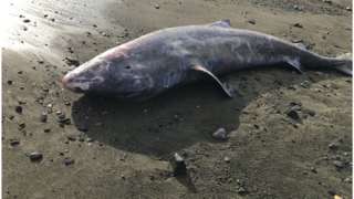 A photo of the Greenland shark.
