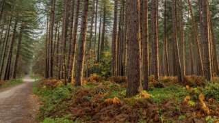 Sherwood Pines Forest Park in Mansfield, Nottinghamshire