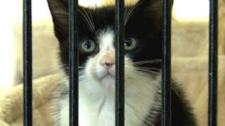 Black and white kitten