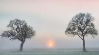 Sunset between trees in a foggy field