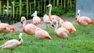 Flamingos pictured in Belfast Zoo last summer, before the new measures