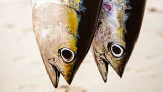Tuna fish in Mozambique