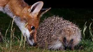 A young fox sniffs a hedgehog at night time in a garden in Amersham, England