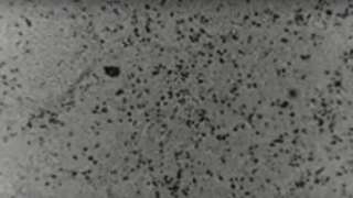 The coronavirus copy in culture