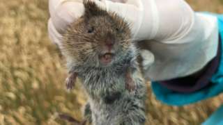 Guernsey's giant vole is held up by a researcher