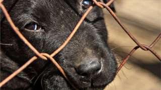 A sad looking dog peering through a fence