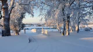 Snow covered garden and trees