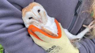 Barn owl chick