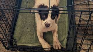 Rudy in the broken cage