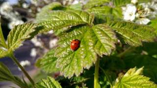 A ladybird on a leaf