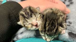 Rescued kittens