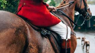 Fox hunt rider on a horse with hounds in front