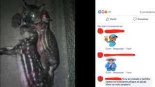 Onça parda abatida em caçada junto de duas pacas motivou reclamações de um participante