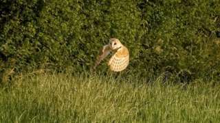 A barn owl flying over fields in the village of Myddle in Shropshire