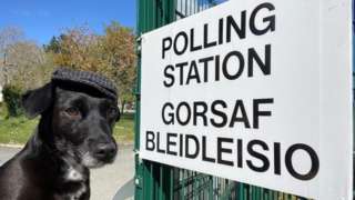A dog at a polling station