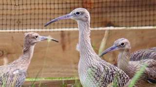 Curlew chicks