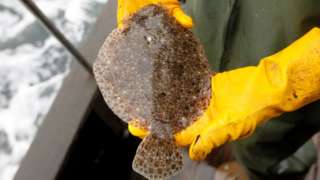 Fisherman holds a flounder on board a boat