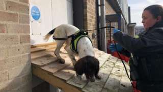Sam Dutton, dog handler at Wiltshire Police, and 3-year old Springer Spaniel “Digi Dog” Dora