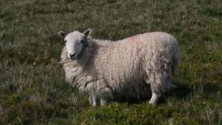 Sheep standing in field