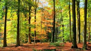 Bagley Wood which is between Oxford and Abingdon in Oxfordshire