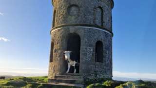 A cow inside the doorway of Solomon's Temple on Grin Low hill, near Buxton in Derbyshire's Peak District
