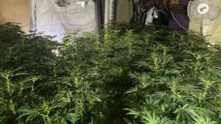 Large cannabis plants with growing equipment