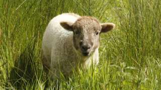 A lamb in a field in Pontesbury, Shropshire