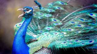 Peacock