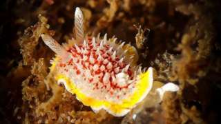 Seaslug