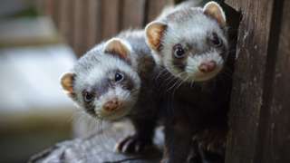 Ferrets (generic image)