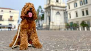 Red Cockapoo sits in a city square with buildings in background