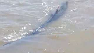 The young fin whale was spotted in a river near King's Lynn.
