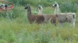 The llamas
