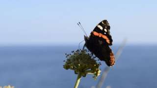 Red Admiral butterfly on a plant