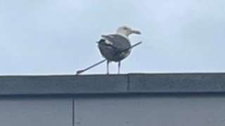 Gull with arrow through wing