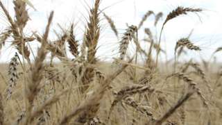 newspaper article on business A wheat field ahead of annual harvest near Moree, Australia.
