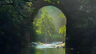Trees reflected in water at Daisy Nook Country Park, Manchester