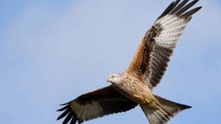 A flying Red Kite.