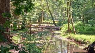 Trees reflected in water