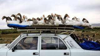A man carries geese on top of his car
