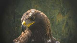 Golden Eagle