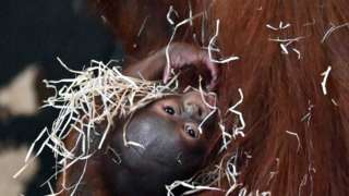 Baby orangutan and mum