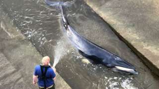A whale