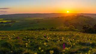 Orchids at Butser Hill on the South Downs