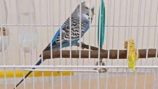 Budgie in a cage