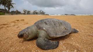 A dead Olive Ridley sea turtle (Lepidochelys olivacea) washed ashore on the beach at Mount Lavinia in the suburbs of Colombo, Sri Lanka, 24 June 2021.