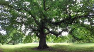 Towering sweet chestnut tree in leaf with its long out stretched limbs